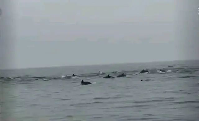 Kaiyun：100余頭！深圳一海域驚現(xiàn)海豚群(圖3)