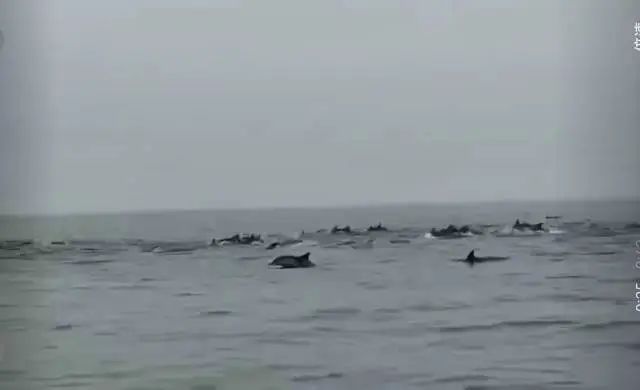 Kaiyun：100余頭！深圳一海域驚現(xiàn)海豚群(圖4)