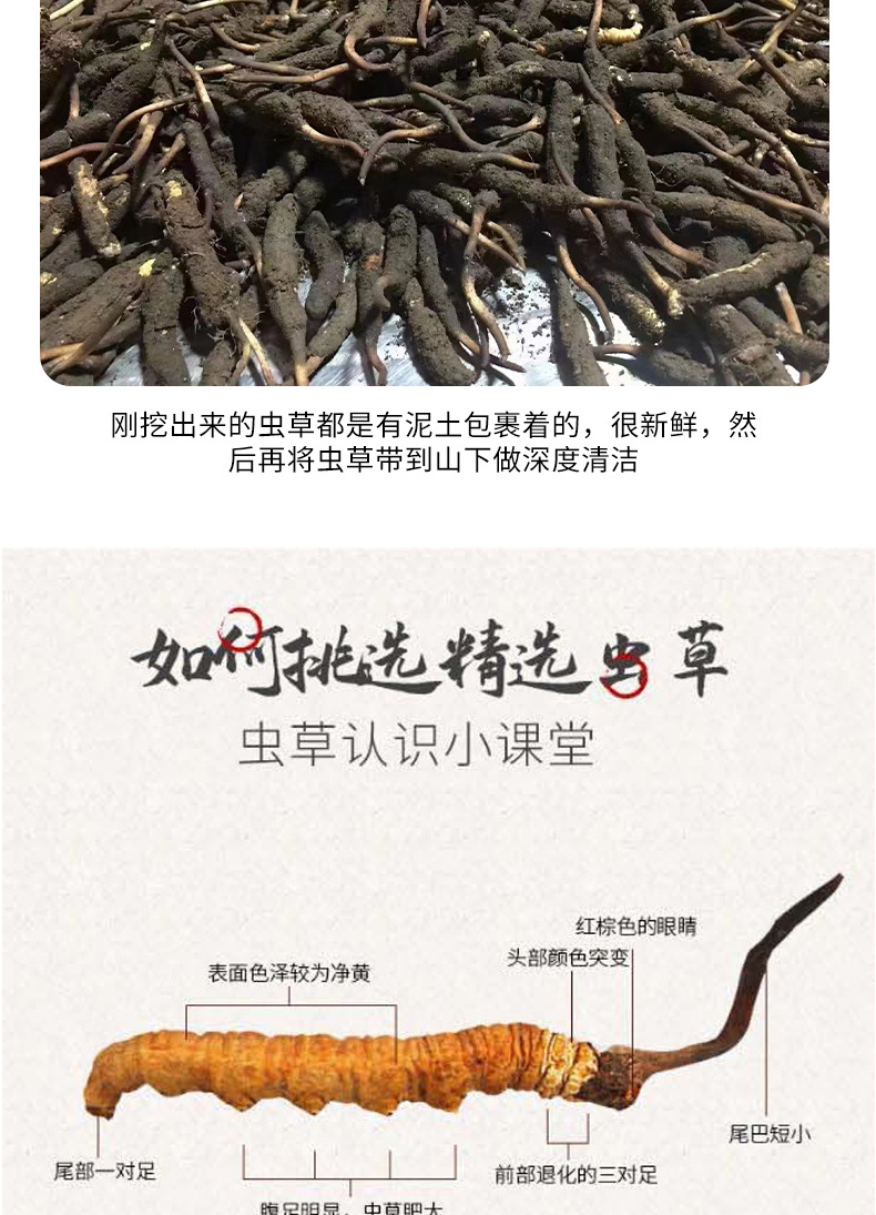 安徽阜陽：“大數(shù)據(jù)+仿生艙”培植出冬蟲夏草！_產(chǎn)業(yè)資訊_食用菌新聞_中國食用菌商務(wù)網(wǎng)(圖1)