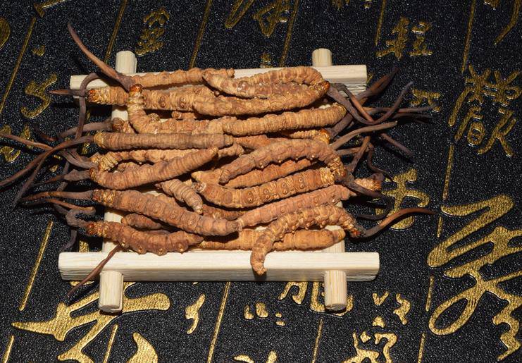 山東廣饒：技術人員室內(nèi)培育北冬蟲草(圖1)