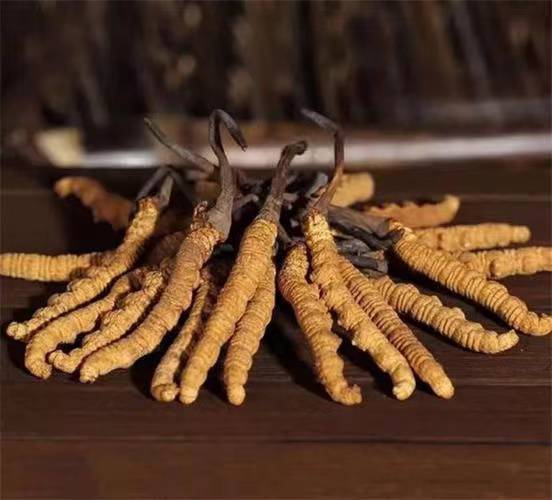 Kaiyun：冬蟲夏草的人工栽培程序(圖1)