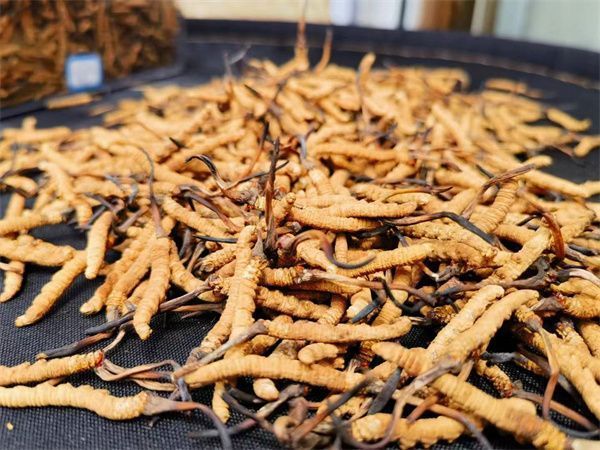 冬蟲(chóng)夏草培植技術(shù)(圖1)