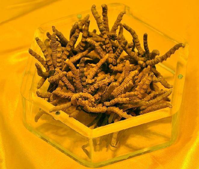 Kaiyun：“金融+產(chǎn)業(yè)”成就蛹蟲草“養(yǎng)生之旅”(圖1)