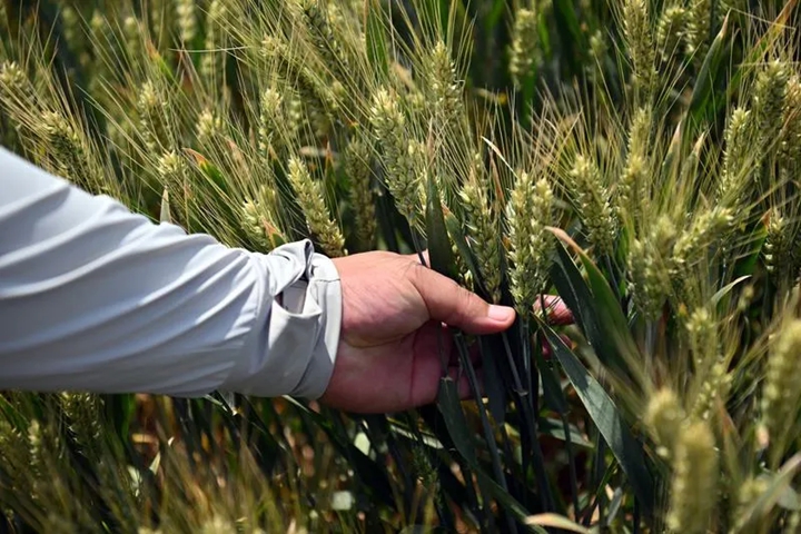 這130畝土地緣何備受關(guān)注？來看山西版口糧“噸糧田”的探索實踐(圖3)