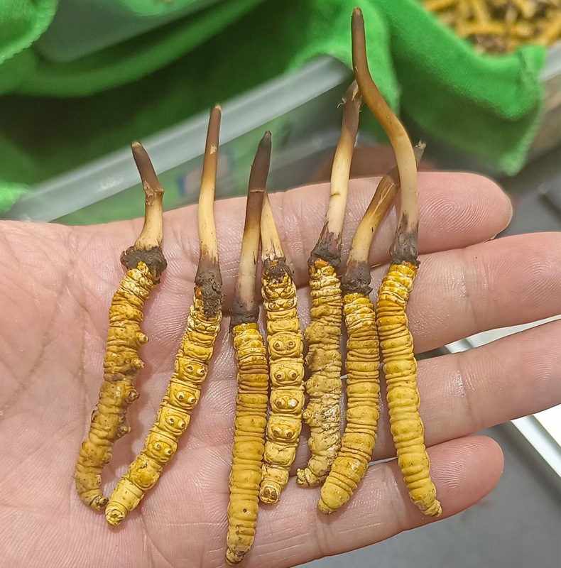 生活在海拔4800米的夏牧場(圖1)