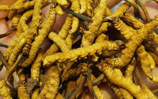 亞香棒蟲草培養(yǎng)方法(圖1)