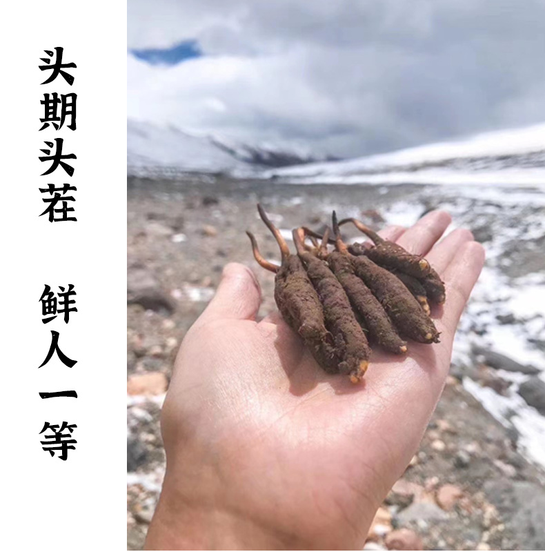 熱帶作物產(chǎn)業(yè)精耕細(xì)作結(jié)碩果——來自廣東、廣西、海南、云南的調(diào)查(圖1)
