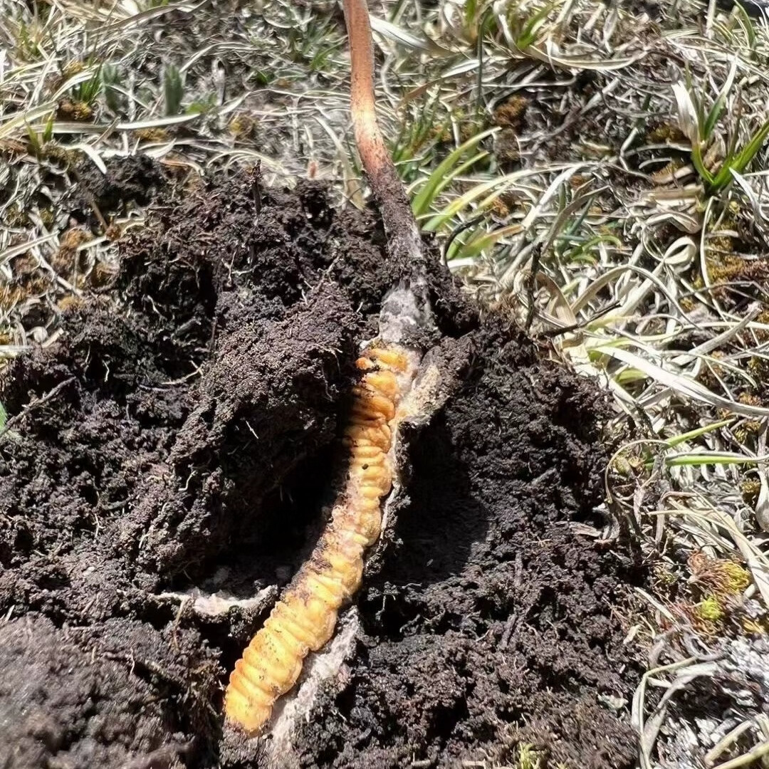 Kaiyun：阜陽師范大學(xué)：有組織科研讓實(shí)驗(yàn)室成果變“市場硬通貨”(圖1)