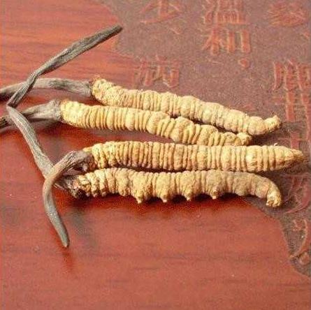 Kaiyun：非法收購5632根冬蟲夏草一男子獲刑(圖1)