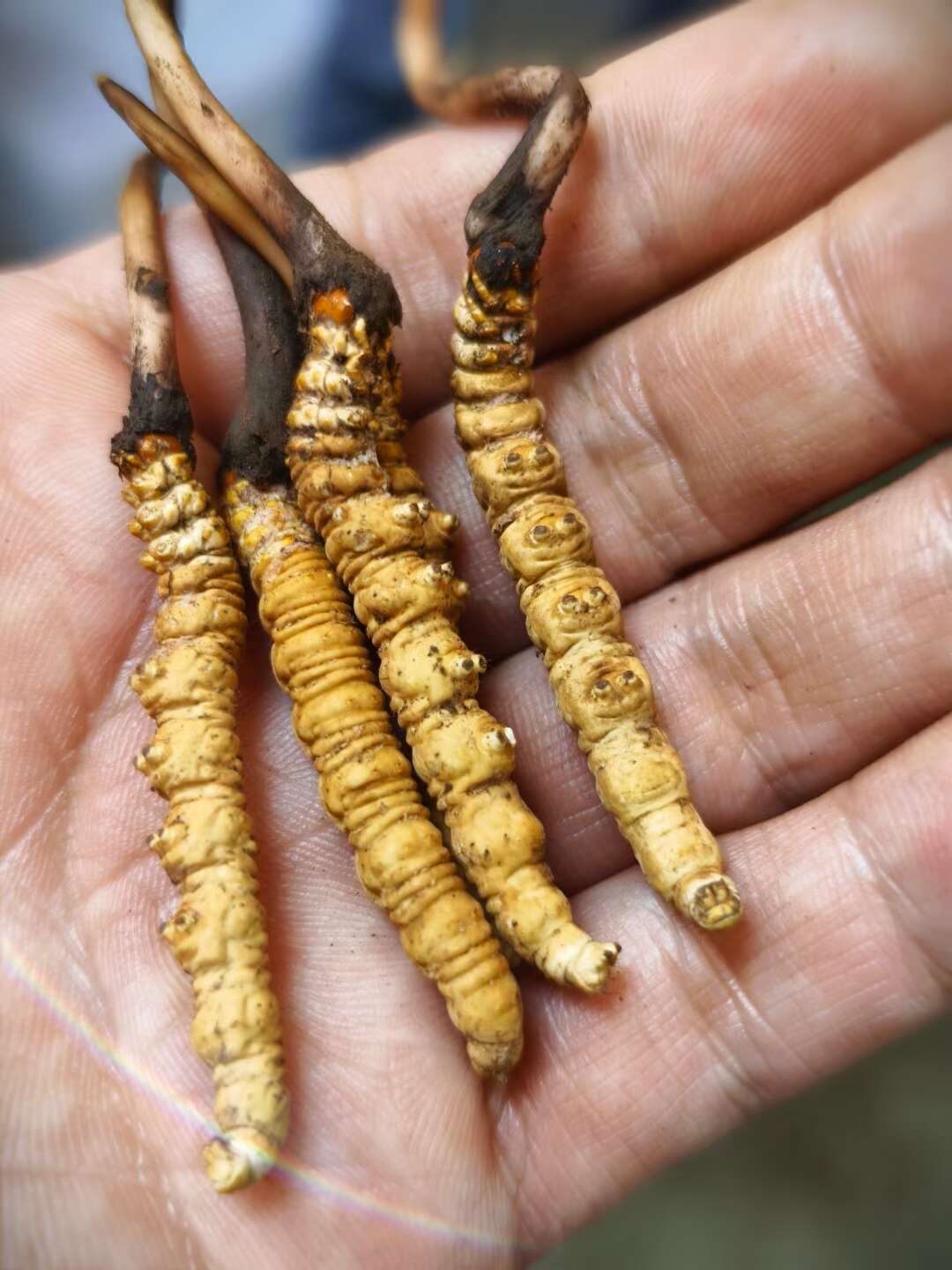 2025年中國(guó)中藥材產(chǎn)業(yè)現(xiàn)狀分析及發(fā)展趨勢(shì)預(yù)測(cè)(圖1)