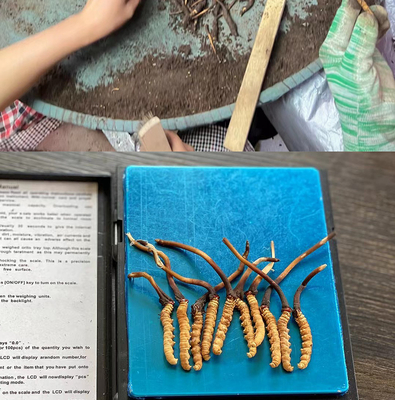 Kaiyun：眾興菌業(yè)半年凈利預(yù)增超八成 積極擴(kuò)產(chǎn)雙孢菇年入1079億(圖1)