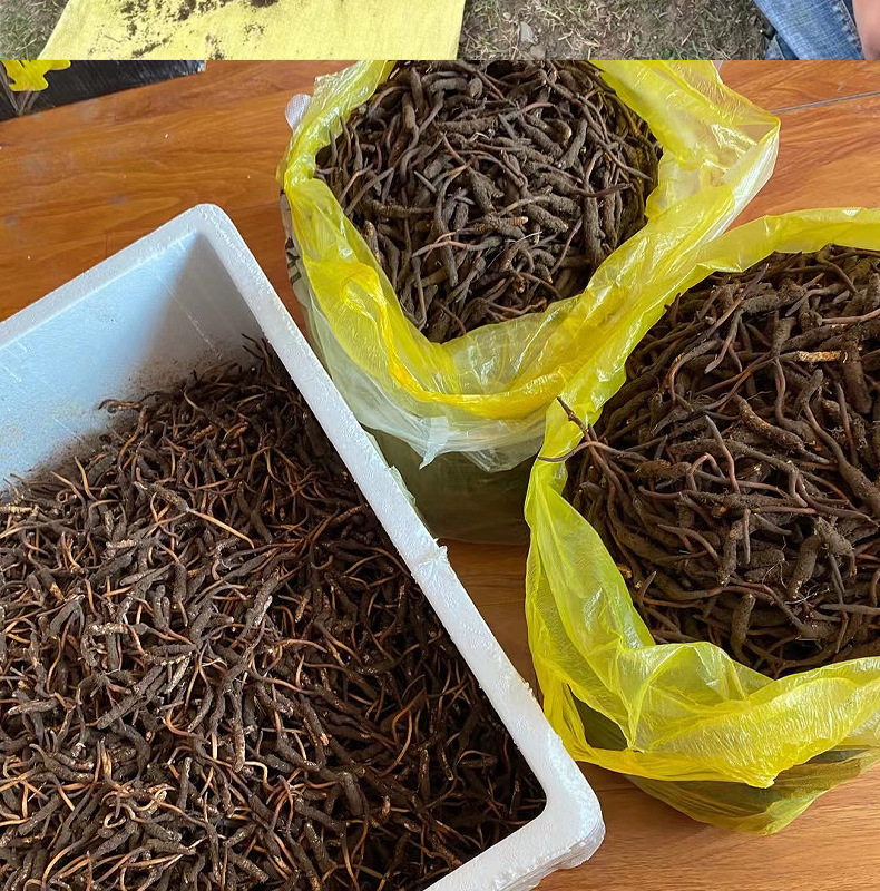 Kaiyun：唐蕃古道上的團(tuán)結(jié)頌歌(圖1)